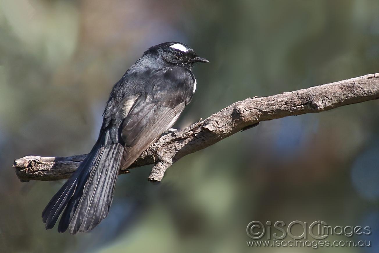 Click image for larger version

Name:	8326-Willie_Wagtail.jpg
Views:	67
Size:	97.3 KB
ID:	478143