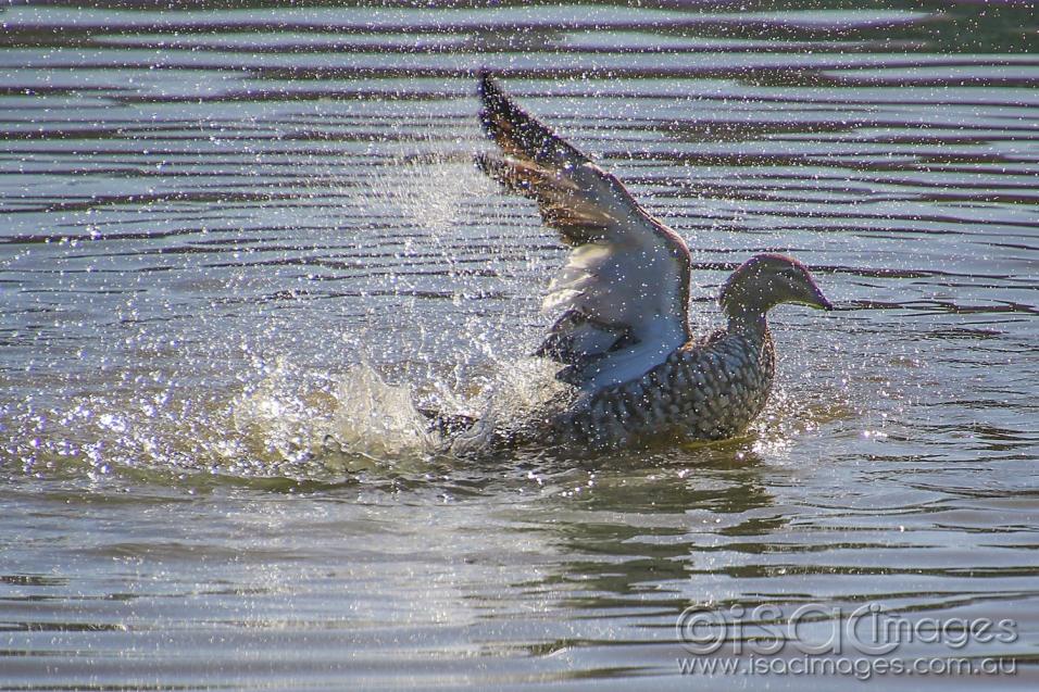 Click image for larger version

Name:	8345-Wood_Duck_Splashing.jpg
Views:	51
Size:	159.3 KB
ID:	478168