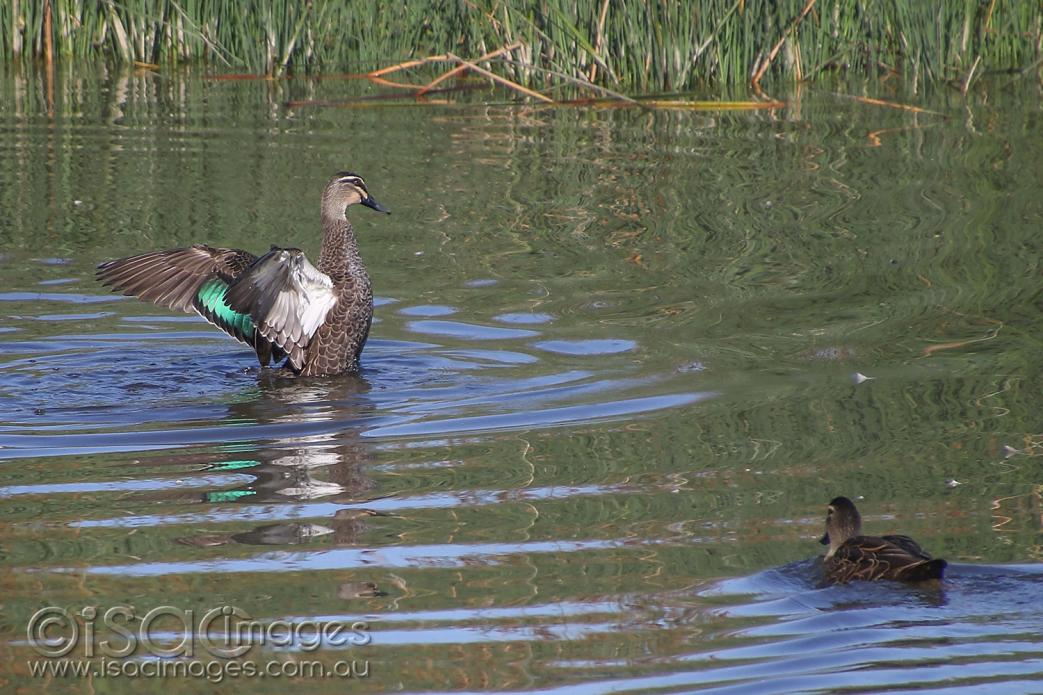 Click image for larger version

Name:	8338-Pacific_Black_Duck_Flapping.jpg
Views:	47
Size:	128.0 KB
ID:	478169