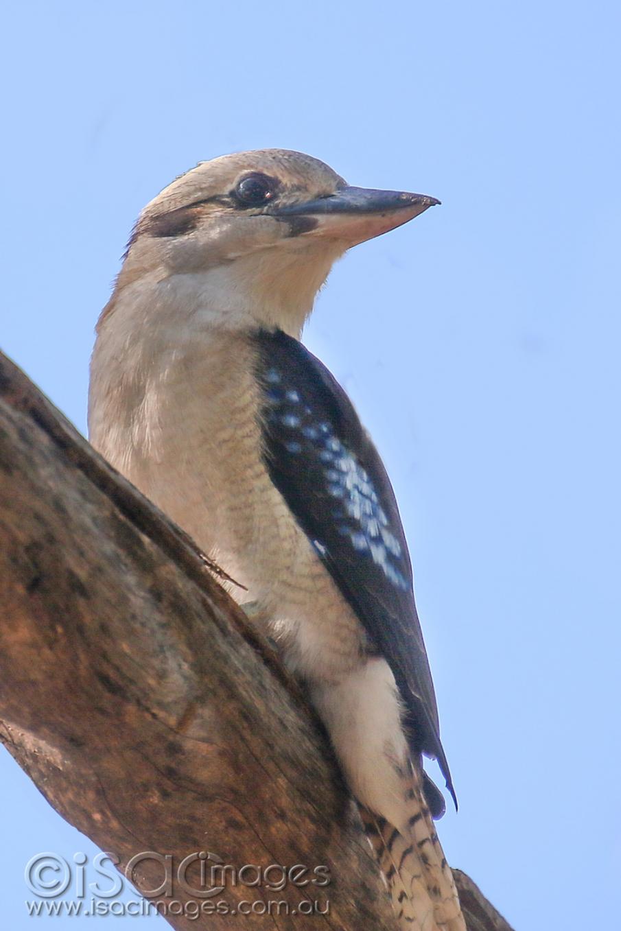 Click image for larger version

Name:	8465-Kookaburra.jpg
Views:	63
Size:	94.6 KB
ID:	478175