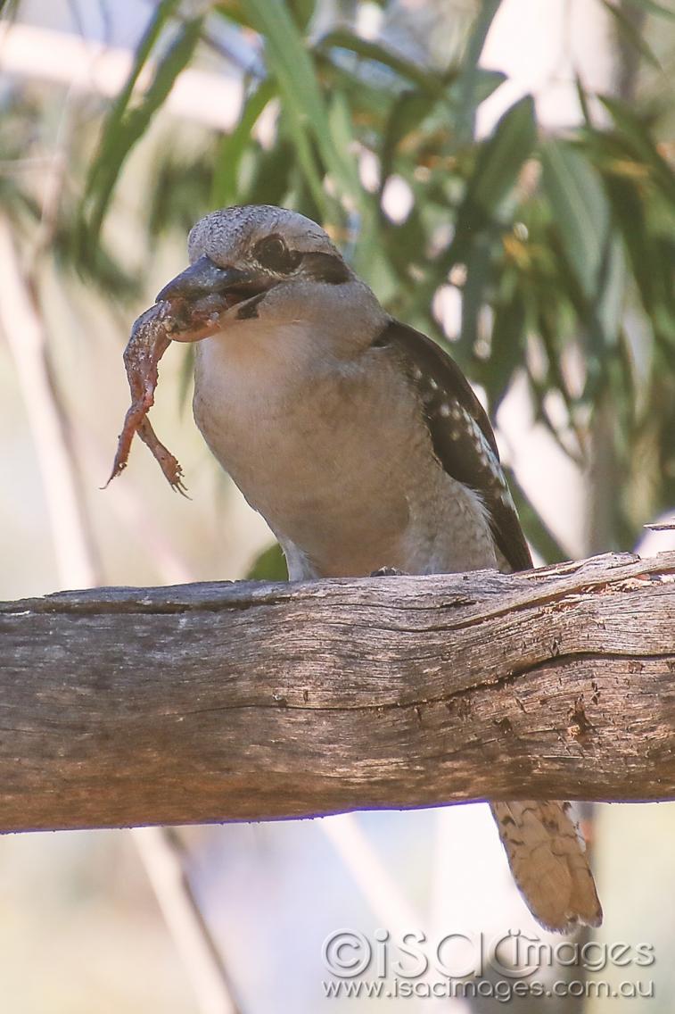 Click image for larger version

Name:	8454-Kookaburra_Going-1.jpg
Views:	60
Size:	108.2 KB
ID:	478179