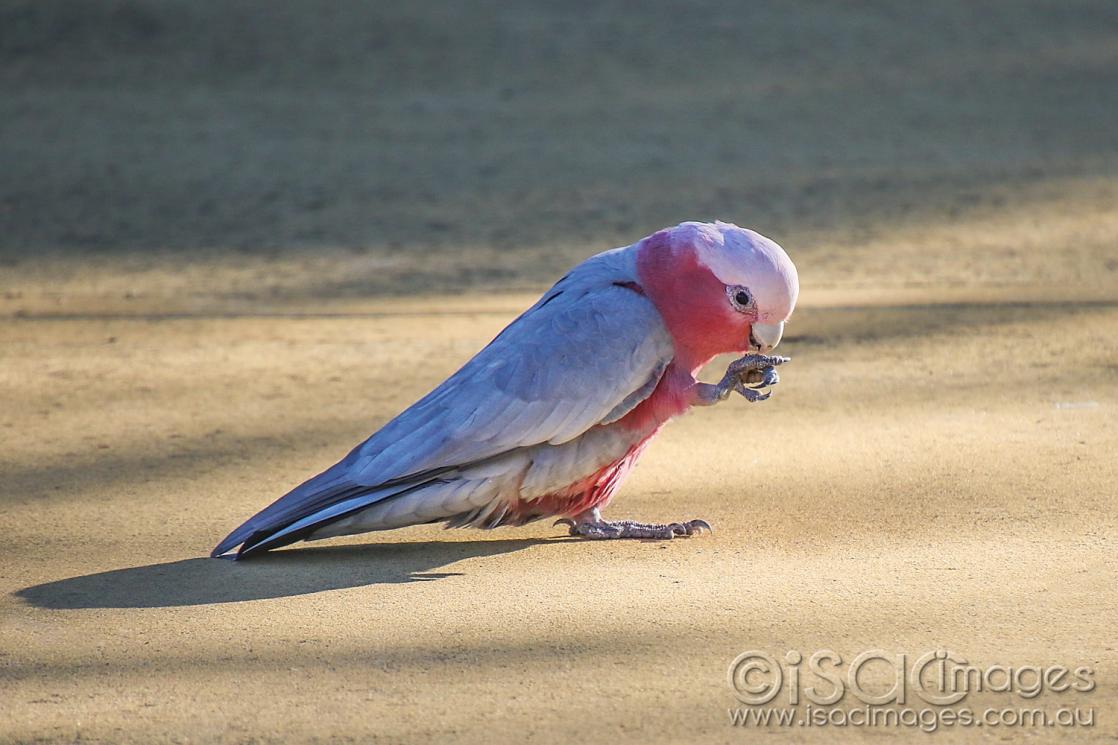 Click image for larger version

Name:	8417-Pink&amp;Grey_Galah.jpg
Views:	81
Size:	96.3 KB
ID:	478181