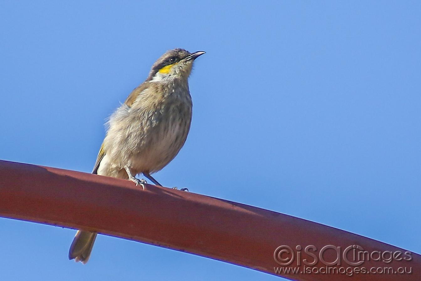 Click image for larger version

Name:	8410-Singing_Honeyeater.jpg
Views:	73
Size:	68.2 KB
ID:	478182