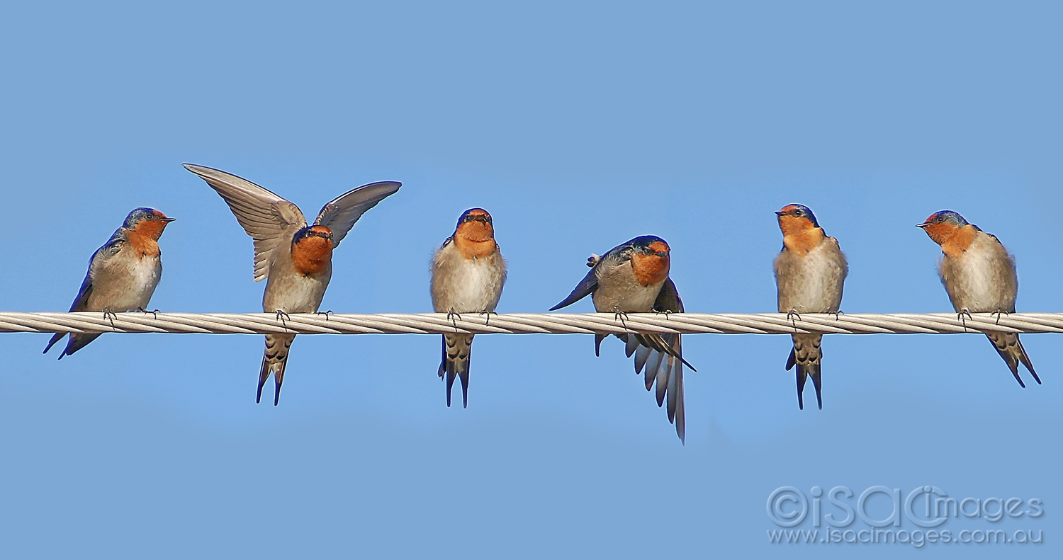 Click image for larger version

Name:	8477-Swallows_On_The_Line.jpg
Views:	79
Size:	396.8 KB
ID:	478223