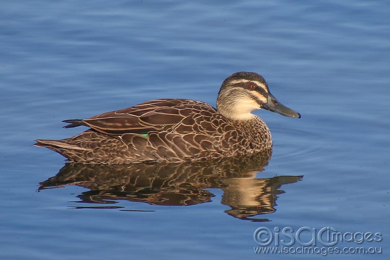 Click image for larger version  Name:	8484-Pacific_Black_Duck.jpg Views:	4 Size:	92.6 KB ID:	478244