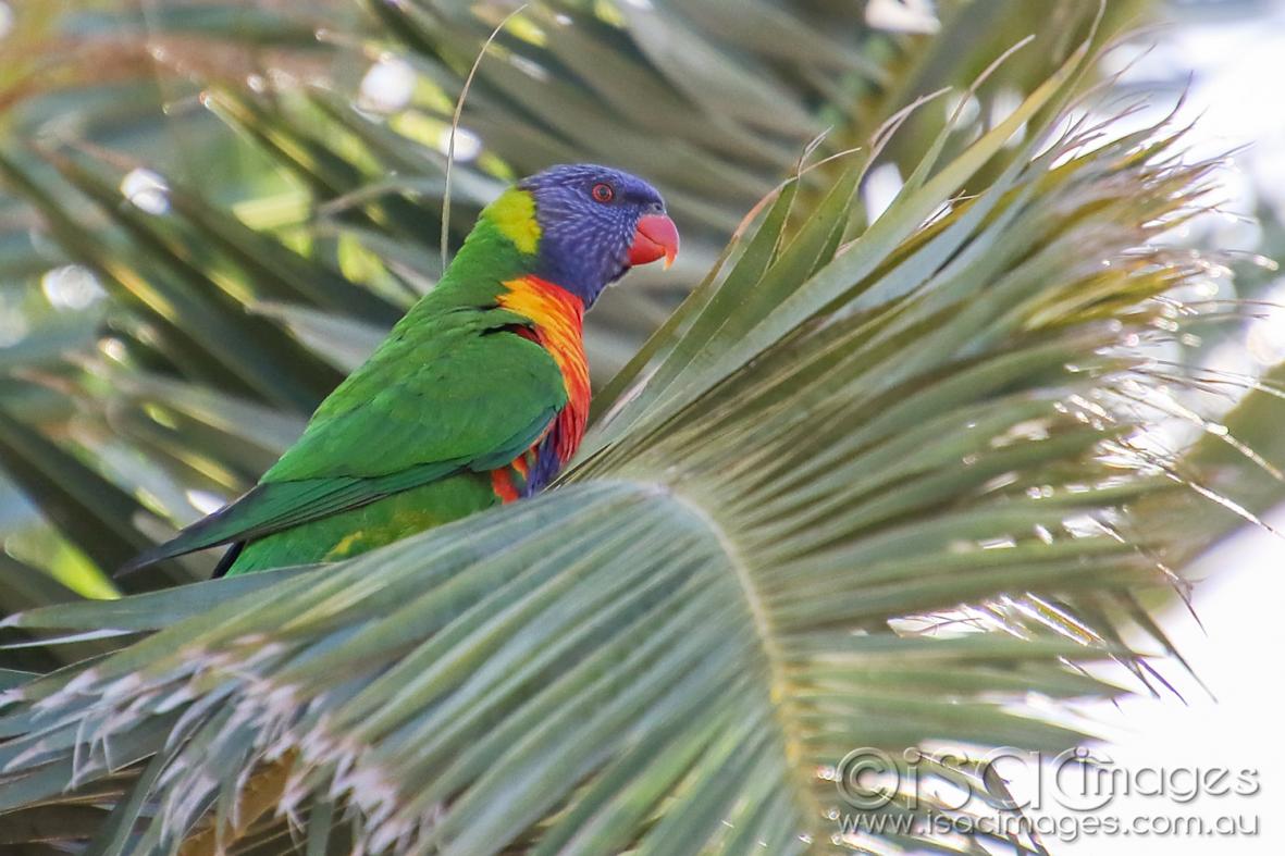 Click image for larger version  Name:	8493-Rainbow_Lorikeet.jpg Views:	4 Size:	117.1 KB ID:	478245