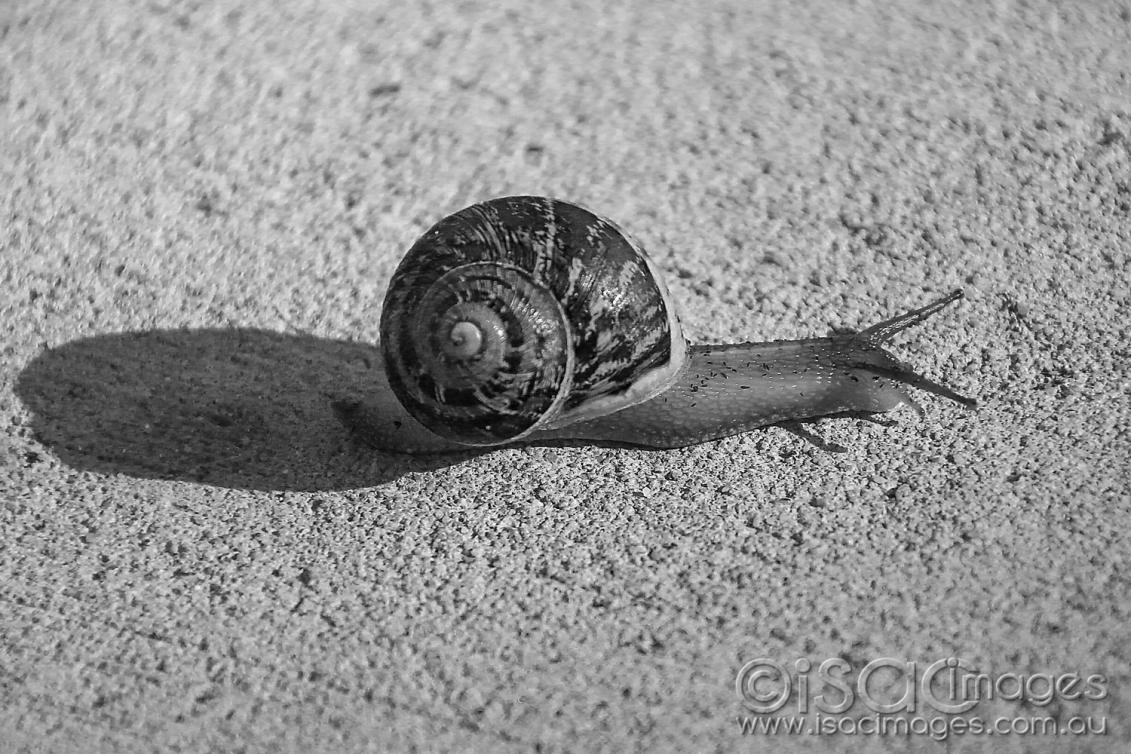 Click image for larger version

Name:	8576-Snail.jpg
Views:	122
Size:	172.4 KB
ID:	478283