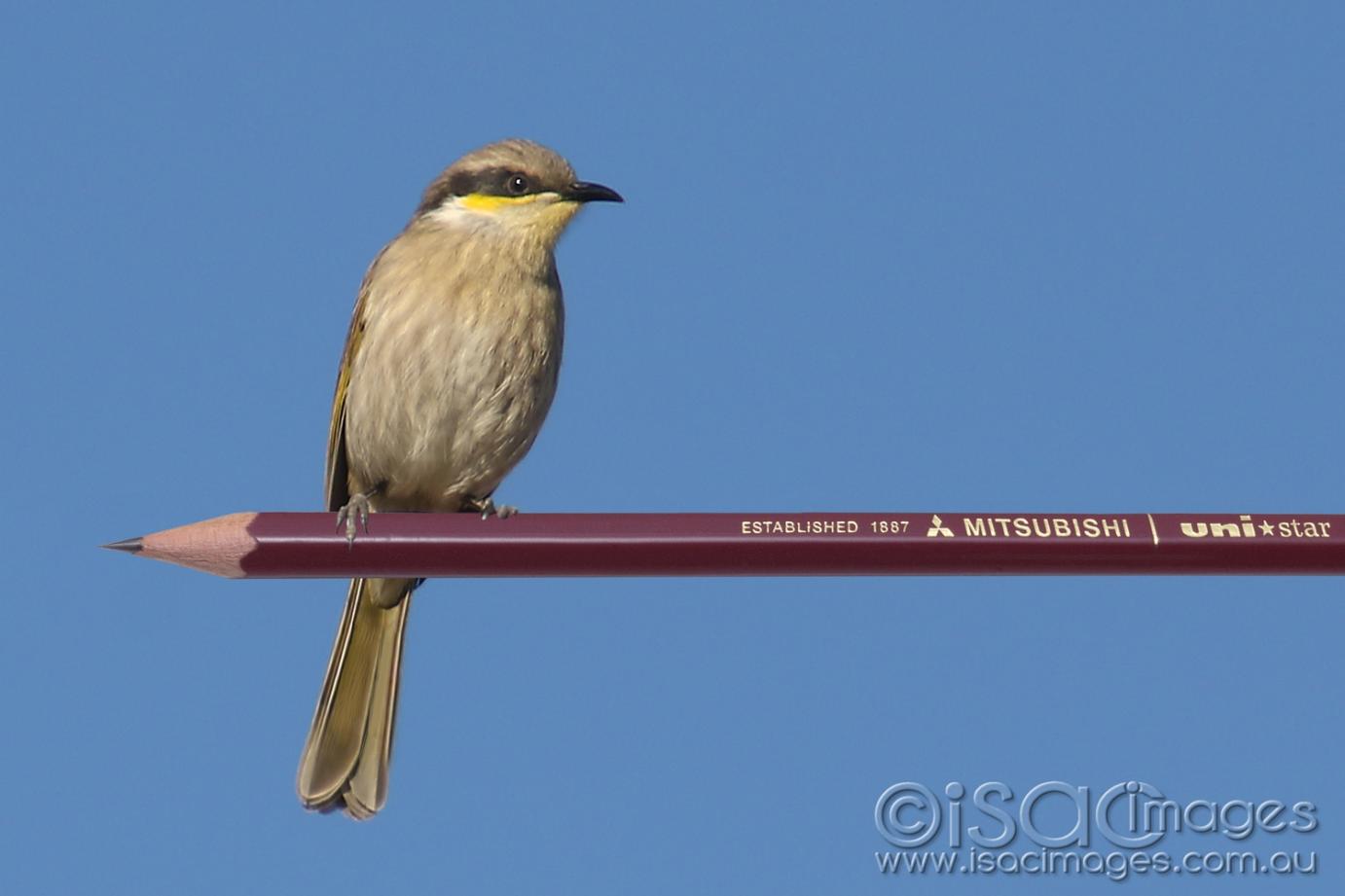 Click image for larger version

Name:	8598-Singing_Honeyeater_on_Pencil.jpg
Views:	80
Size:	58.4 KB
ID:	478372