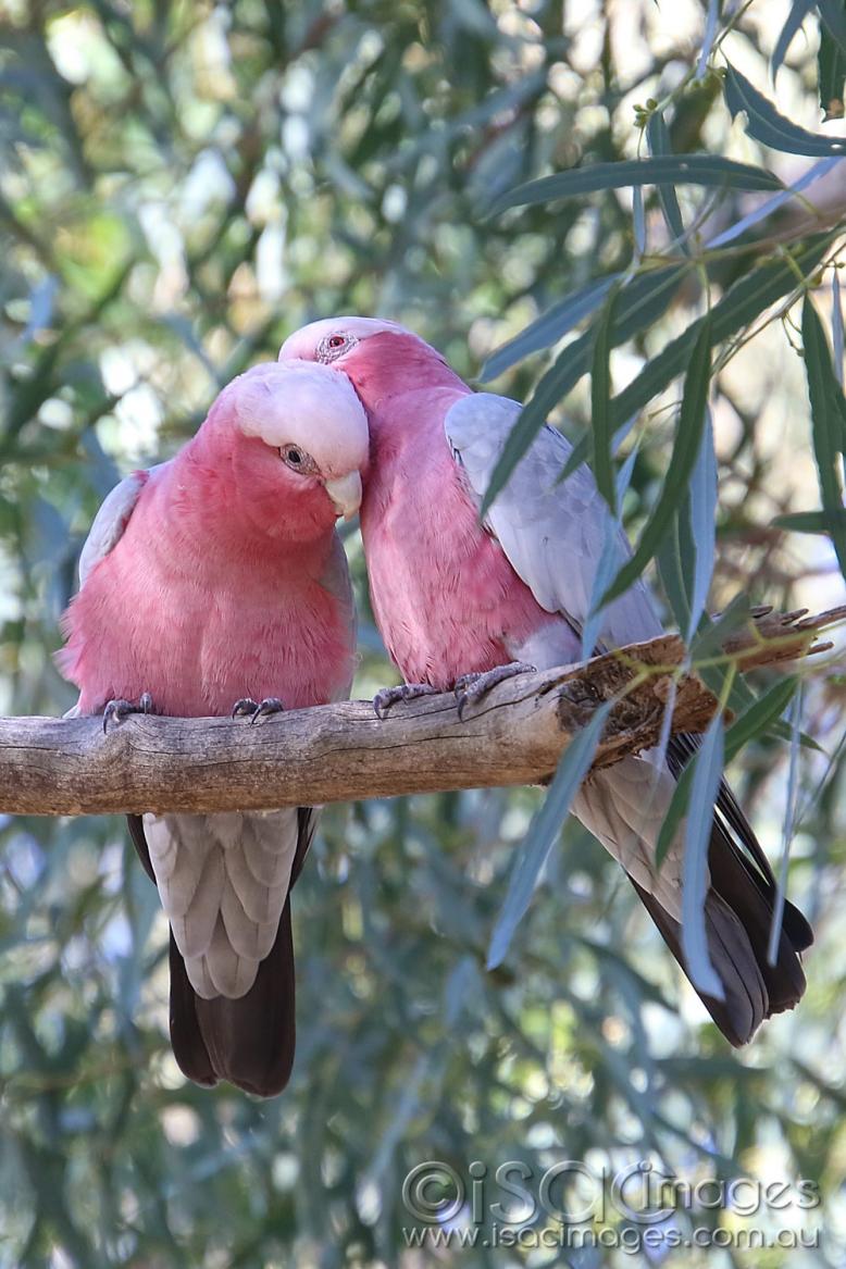 Click image for larger version

Name:	8687-P&amp;G_Galahs.jpg
Views:	115
Size:	126.9 KB
ID:	478374