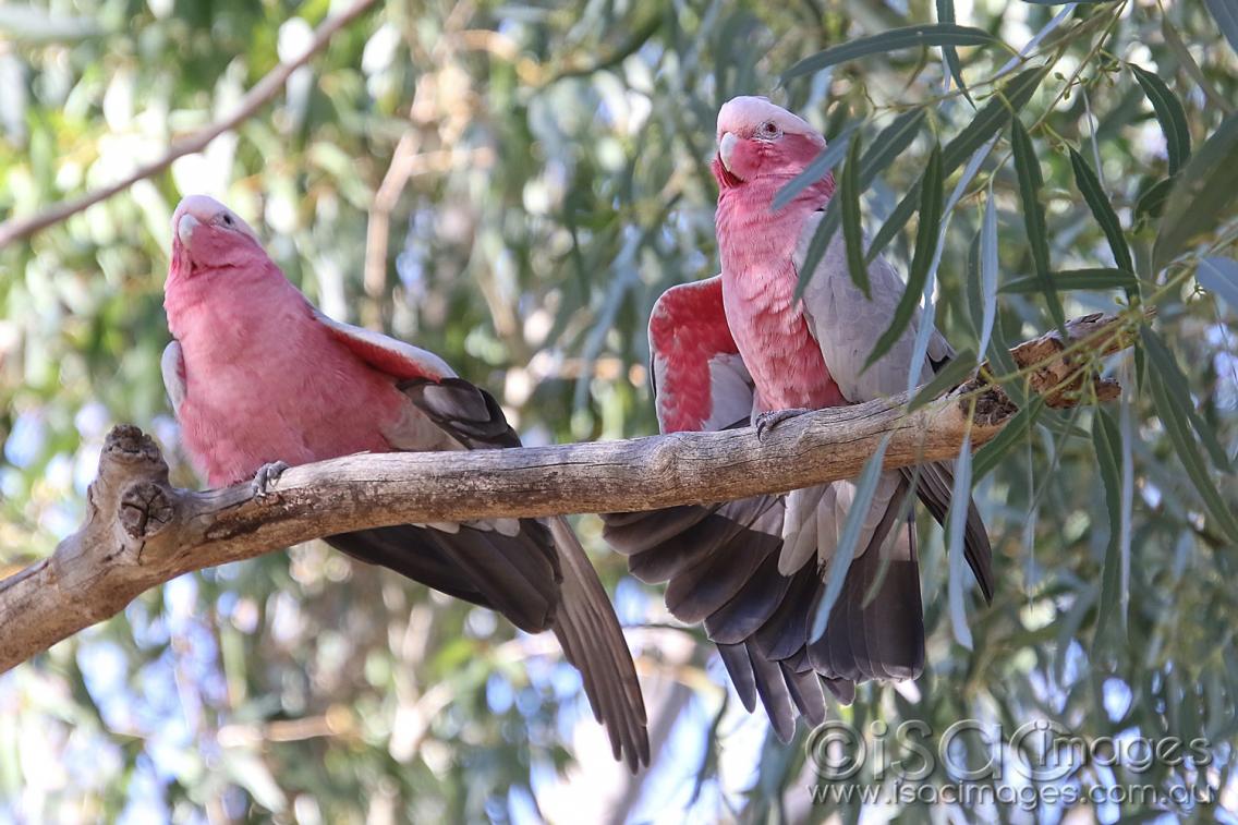 Click image for larger version

Name:	8685-P&amp;G_Galahs.jpg
Views:	108
Size:	130.9 KB
ID:	478375