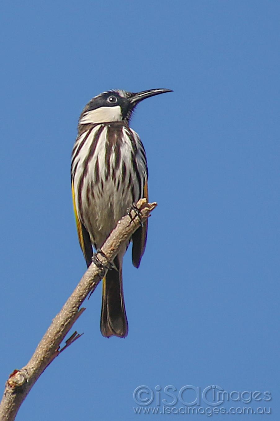 Click image for larger version

Name:	027A8745-White_Cheeked_Honeyeater.jpg
Views:	79
Size:	69.5 KB
ID:	478387