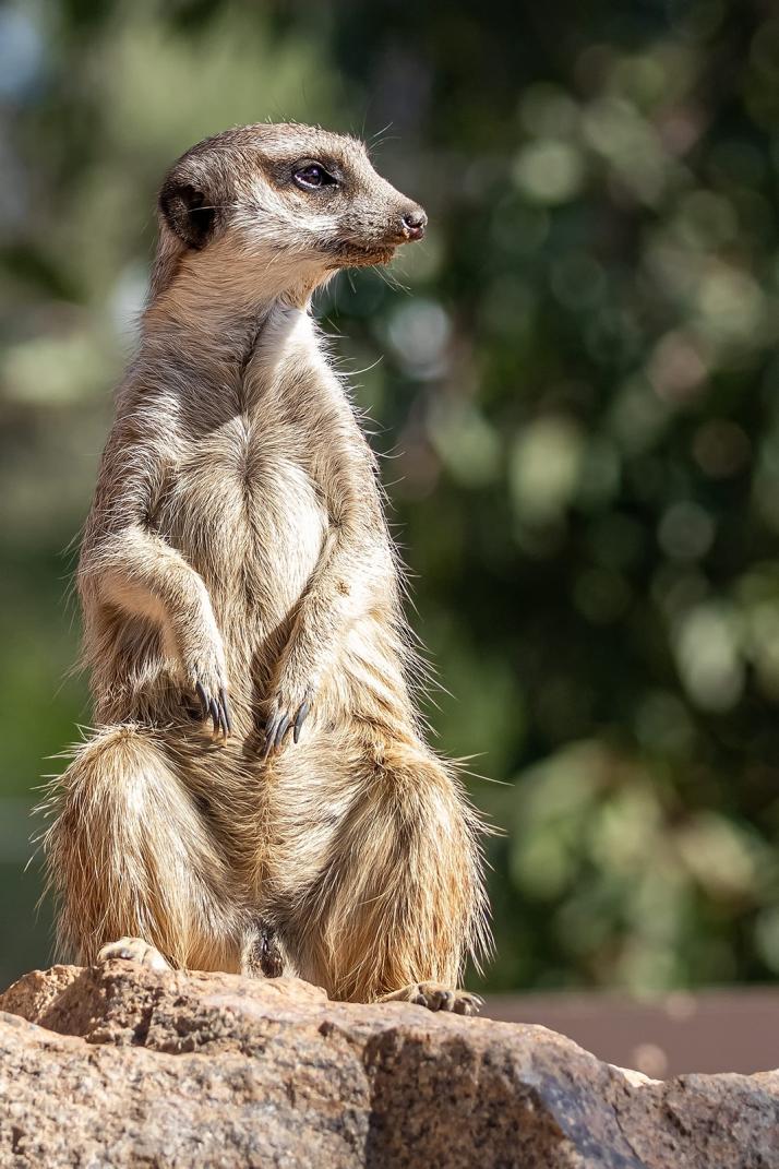 Click image for larger version

Name:	Meerkat.jpg
Views:	120
Size:	126.1 KB
ID:	478490