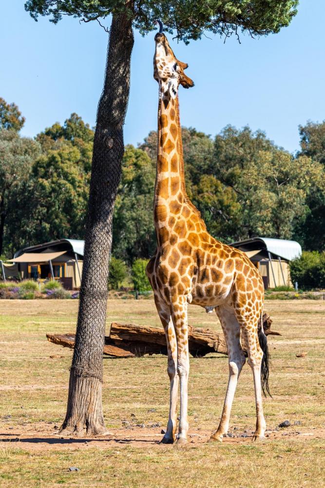 Click image for larger version

Name:	Giraffe 1.jpg
Views:	134
Size:	155.9 KB
ID:	478549