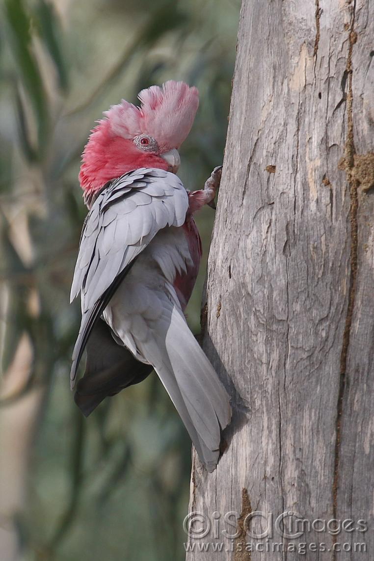 Click image for larger version

Name:	8832-Pink_and_Grey_Galah.jpg
Views:	98
Size:	116.3 KB
ID:	478699