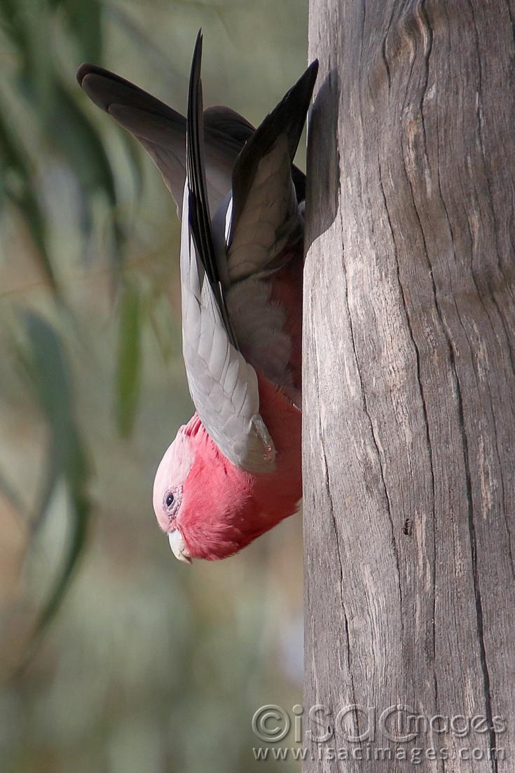 Click image for larger version

Name:	8837-Pink_and_Grey_Galah.jpg
Views:	65
Size:	109.2 KB
ID:	478698