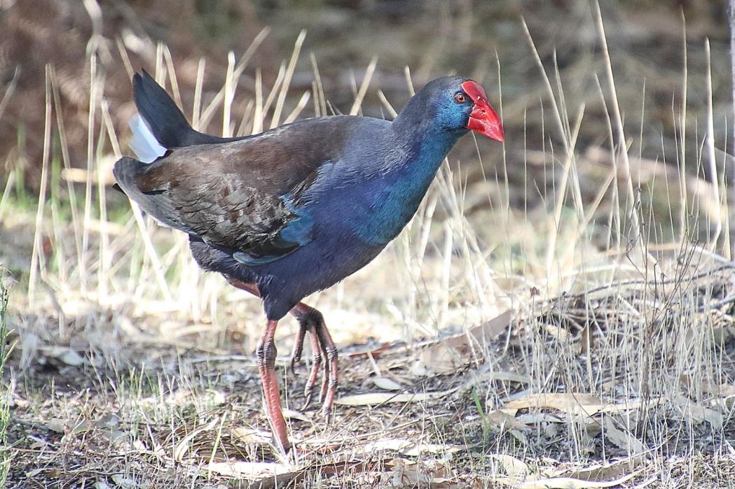 Click image for larger version

Name:	8866-Purple_Swamphen.jpg
Views:	80
Size:	162.1 KB
ID:	478701