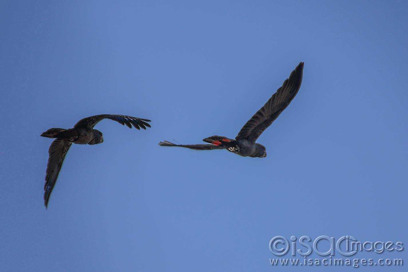 Click image for larger version

Name:	8880-Forrest_Red_Tail_Black_Cockatoos.jpg
Views:	56
Size:	46.0 KB
ID:	478707