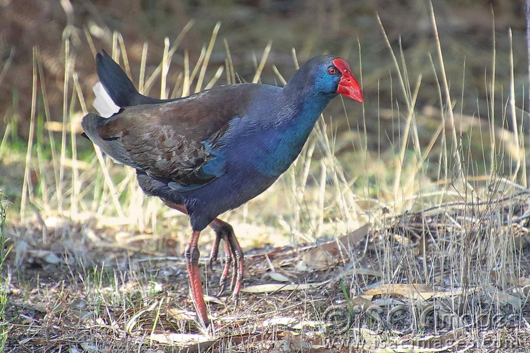 Click image for larger version

Name:	8866-Purple_Swamphen.jpg
Views:	70
Size:	161.7 KB
ID:	478810