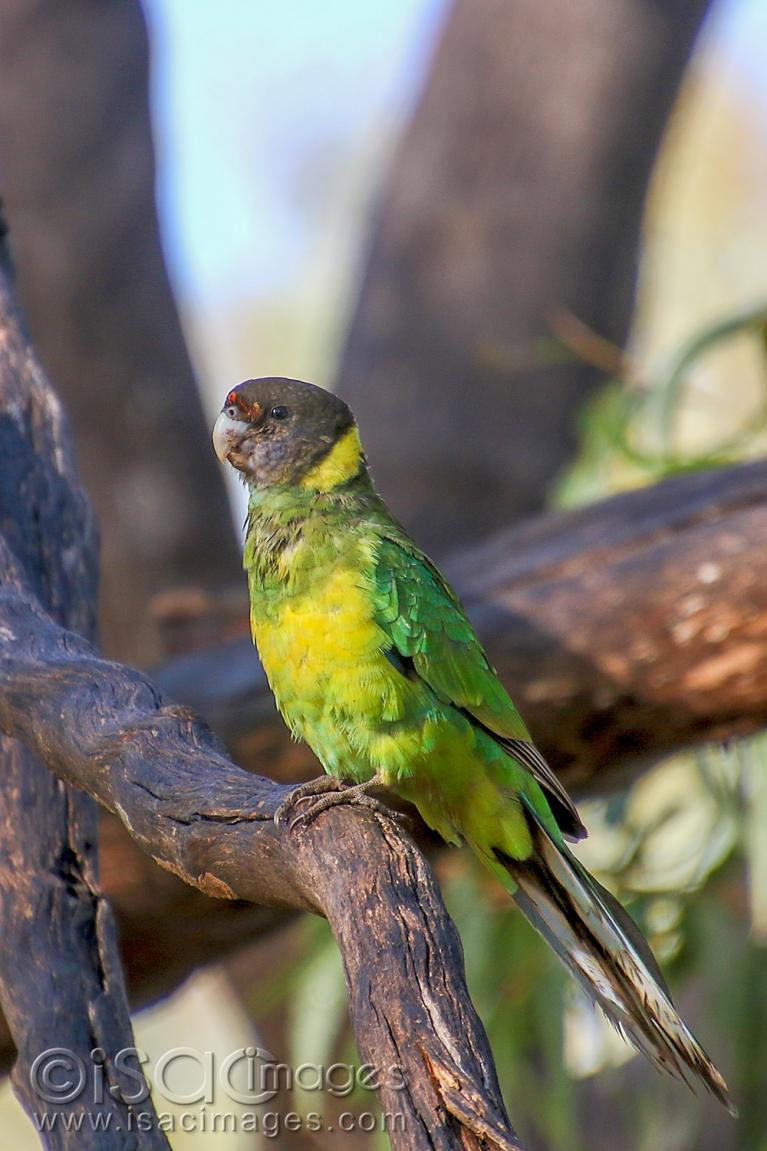 Twenty Eight Parrots - Australian Photoholics Forum