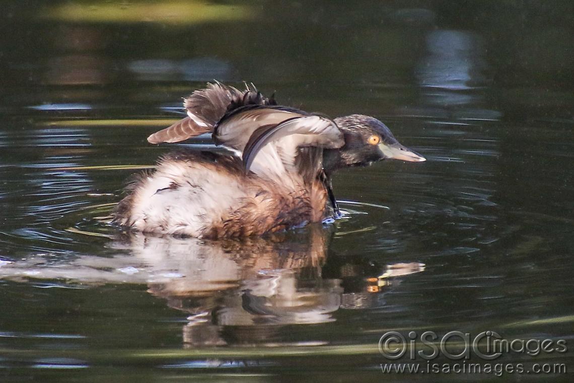 Click image for larger version

Name:	9282-Australasian_Grebe.jpg
Views:	78
Size:	112.0 KB
ID:	479043