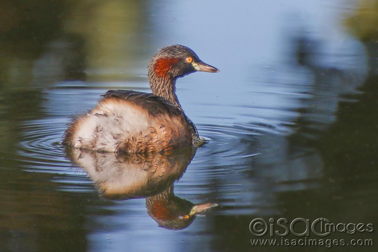 Click image for larger version

Name:	9269-Australasian_Grebe.jpg
Views:	72
Size:	87.4 KB
ID:	479044