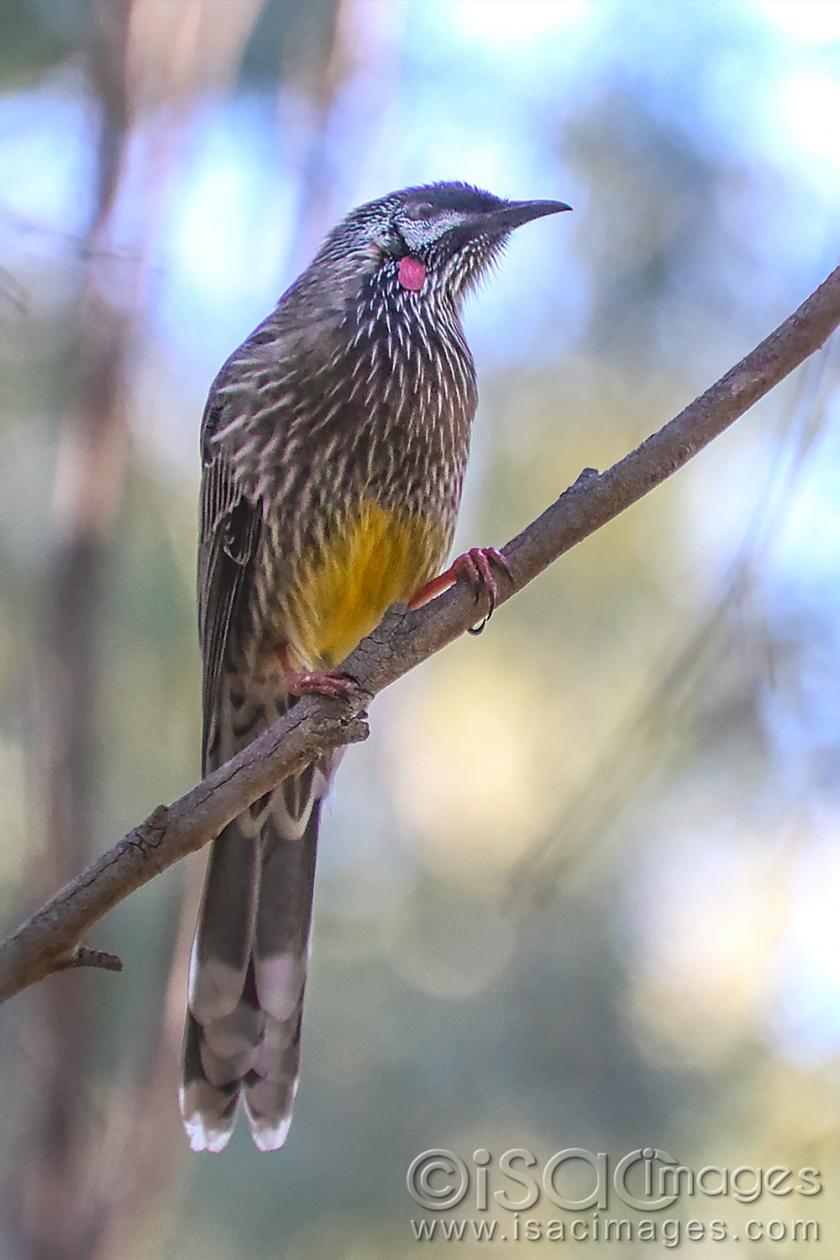 Click image for larger version

Name:	9325-Red_Wattle_Bird.jpg
Views:	92
Size:	91.0 KB
ID:	479047