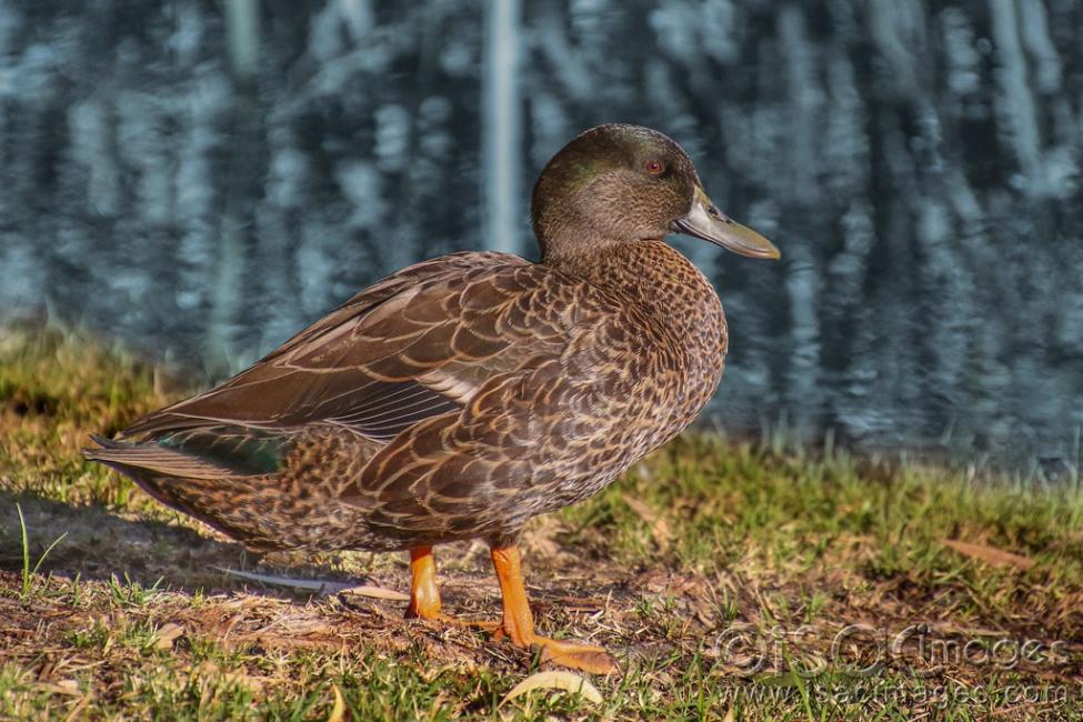 Click image for larger version

Name:	9444-Mallard_Pacific_X_Duck.jpg
Views:	82
Size:	116.5 KB
ID:	479116