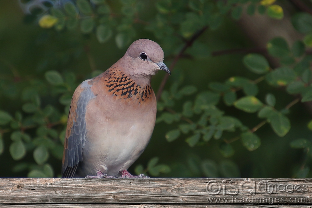 Click image for larger version

Name:	9453-Laughing-Dove.jpg
Views:	123
Size:	376.9 KB
ID:	479118