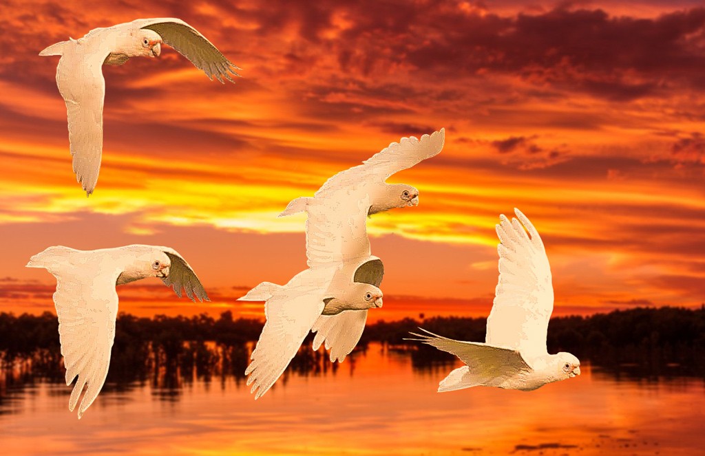 Click image for larger version

Name:	Corellas-2.jpg
Views:	94
Size:	129.7 KB
ID:	469450