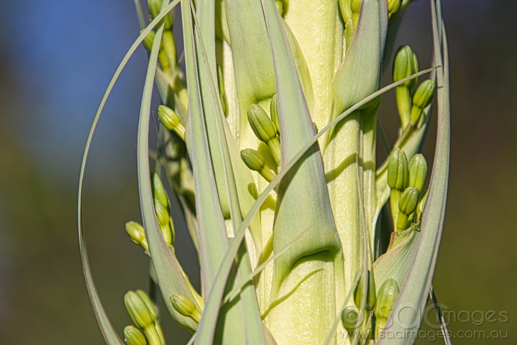 Click image for larger version

Name:	7629-Agave.jpg
Views:	51
Size:	410.0 KB
ID:	472297