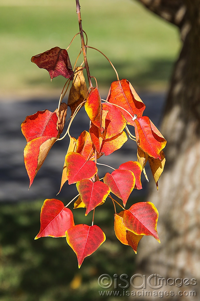 Click image for larger version

Name:	9612-Winter_Leaves.jpg
Views:	125
Size:	452.7 KB
ID:	479436