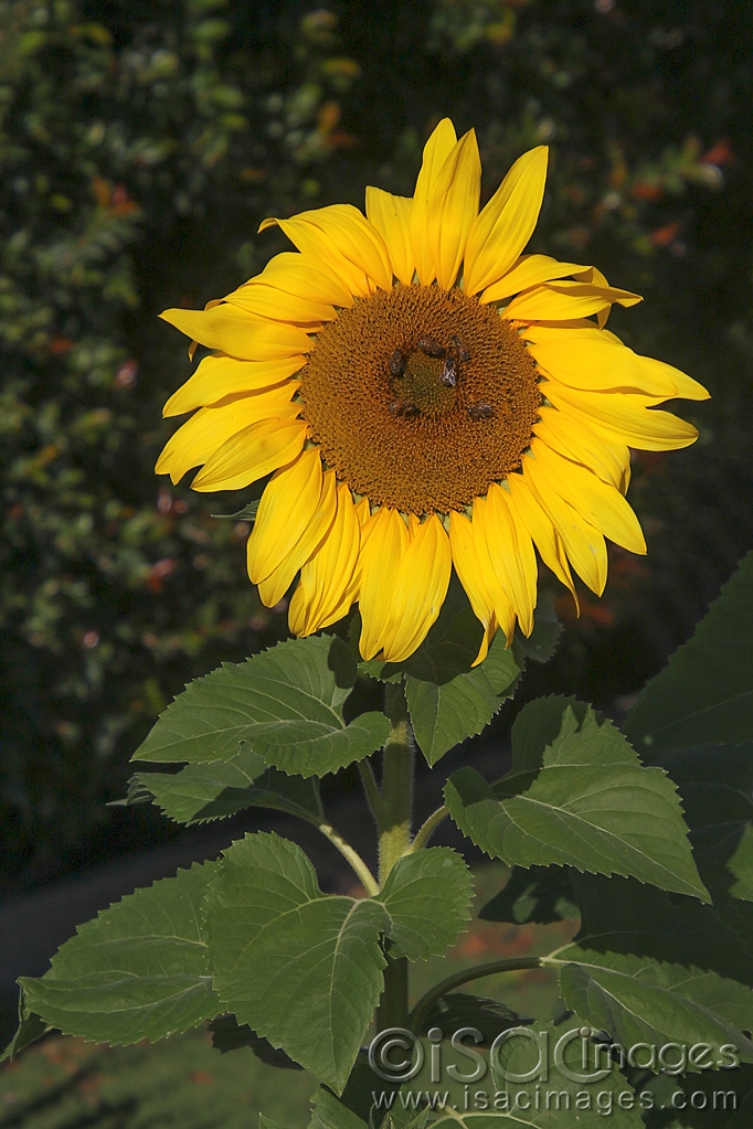 Click image for larger version

Name:	9883-Sunflower.jpg
Views:	92
Size:	483.5 KB
ID:	479439