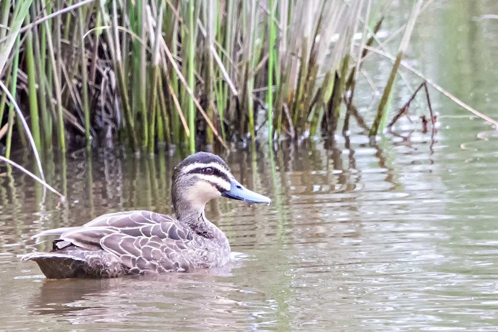 Click image for larger version  Name:	Dandenong Wetlands_0010.jpg Views:	1 Size:	171.5 KB ID:	461291