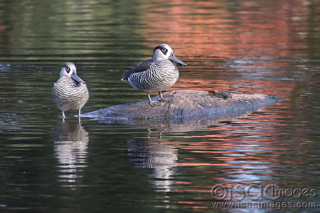 Click image for larger version

Name:	9609-Pink_Eared_Ducks.jpg
Views:	85
Size:	477.3 KB
ID:	479457