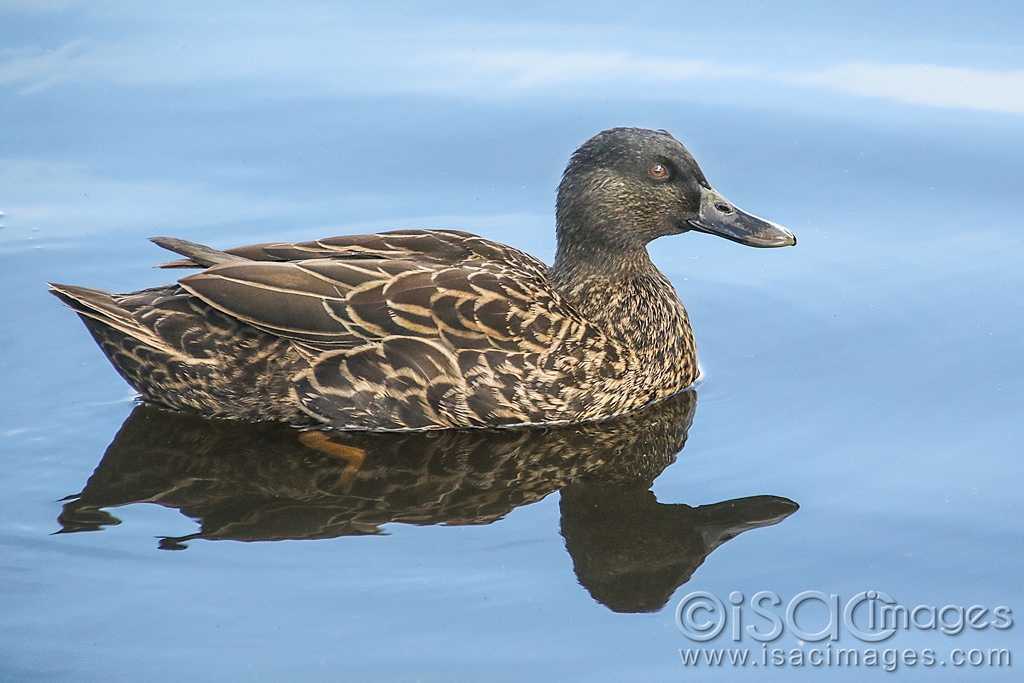 Click image for larger version

Name:	9602-Mallard-X.jpg
Views:	70
Size:	427.5 KB
ID:	479459