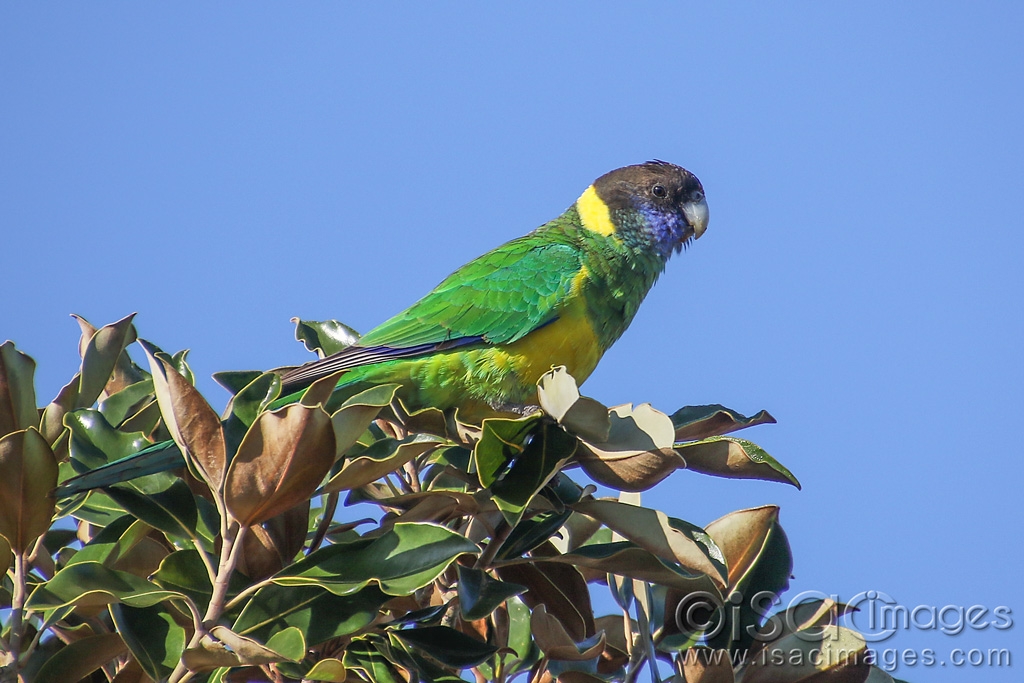 Click image for larger version

Name:	9753-Twenty_Eight_Parrot.jpg
Views:	69
Size:	419.0 KB
ID:	479465