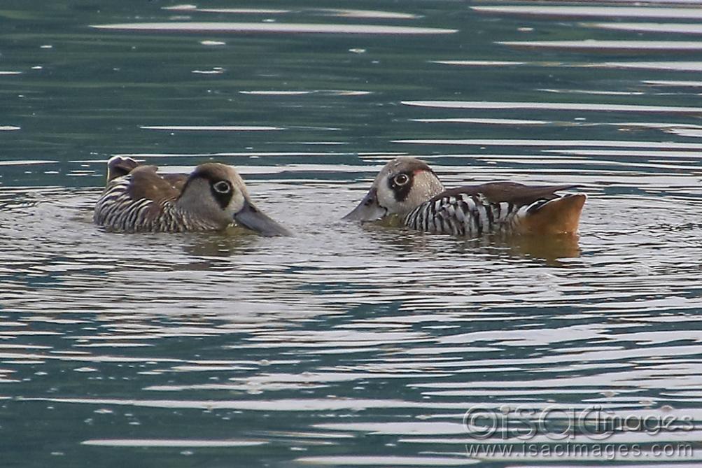 Click image for larger version

Name:	5348-Pink_Eared_Ducks.jpg
Views:	72
Size:	121.7 KB
ID:	479475