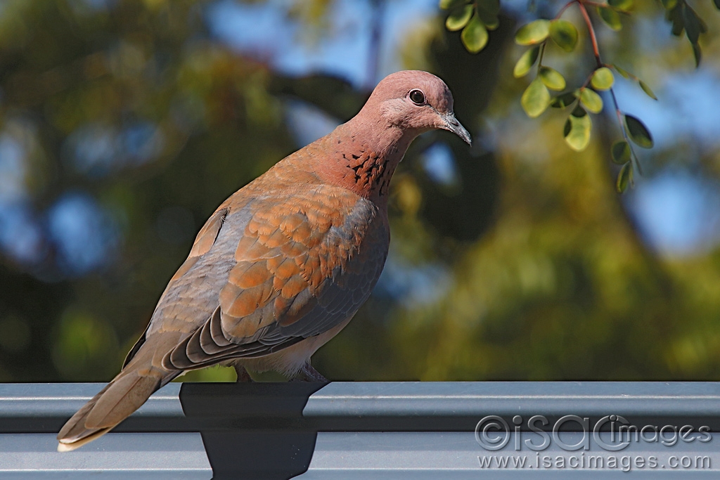 Click image for larger version

Name:	9910-Laughing_Dove.jpg
Views:	83
Size:	396.1 KB
ID:	479627