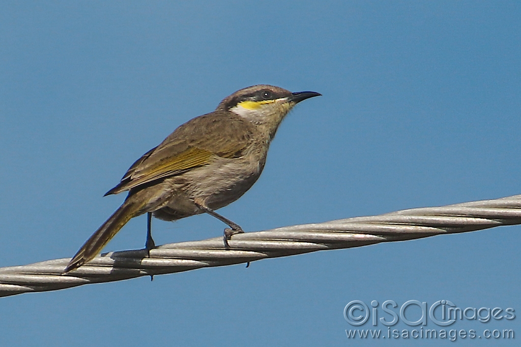 Click image for larger version

Name:	9955-Singing_Honeyeater.jpg
Views:	81
Size:	371.4 KB
ID:	479629