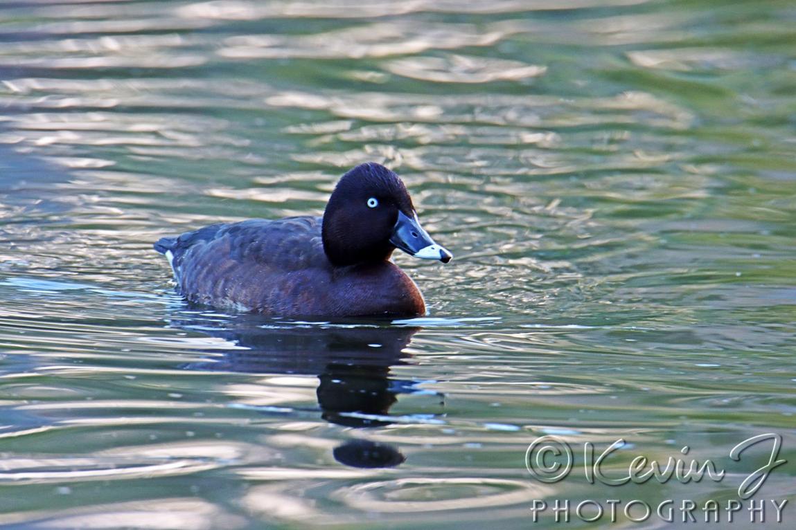 Click image for larger version

Name:	new duck 1.jpg
Views:	116
Size:	122.3 KB
ID:	479790