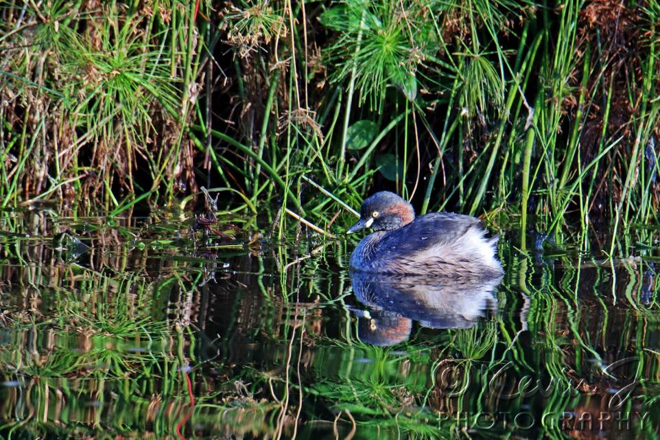 Click image for larger version

Name:	Grebe.jpg
Views:	57
Size:	176.5 KB
ID:	479811