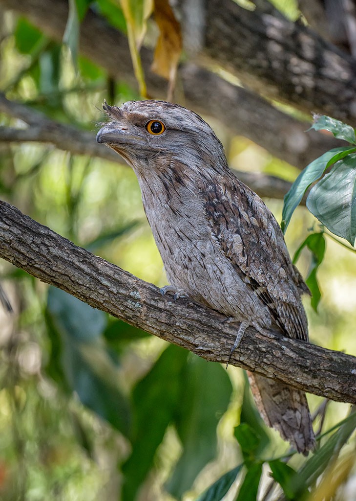 Click image for larger version  Name:	20181201_Frogmouths_0008_sml.jpg Views:	1 Size:	187.9 KB ID:	460392