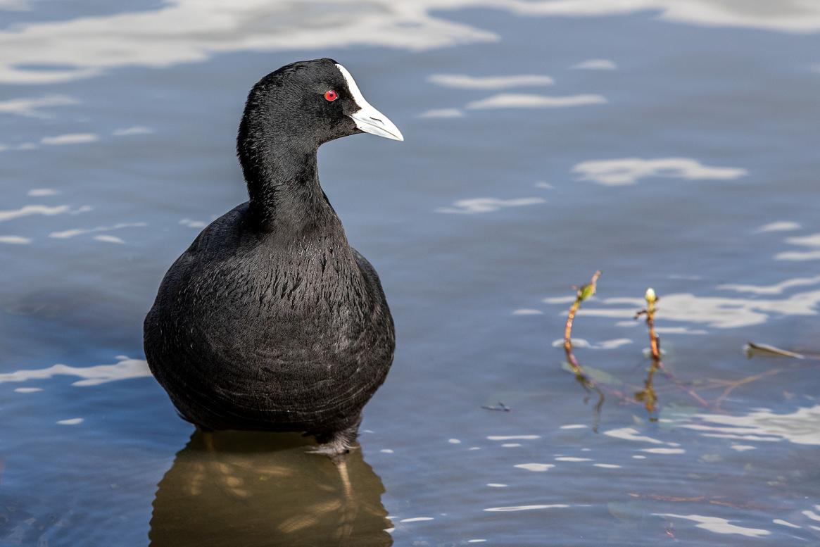 Click image for larger version  Name:	Eurasian Coot 3.jpg Views:	8 Size:	78.0 KB ID:	480030