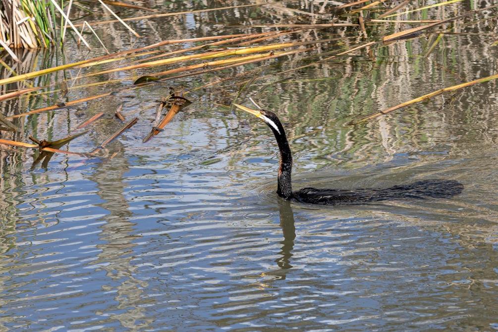 Click image for larger version  Name:	Australasian Darter 1.jpg Views:	8 Size:	165.9 KB ID:	480031