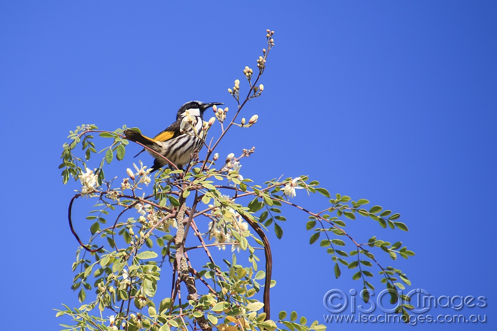 Click image for larger version

Name:	5962-White_Cheeked_Honeyeater.jpg
Views:	39
Size:	383.9 KB
ID:	476146