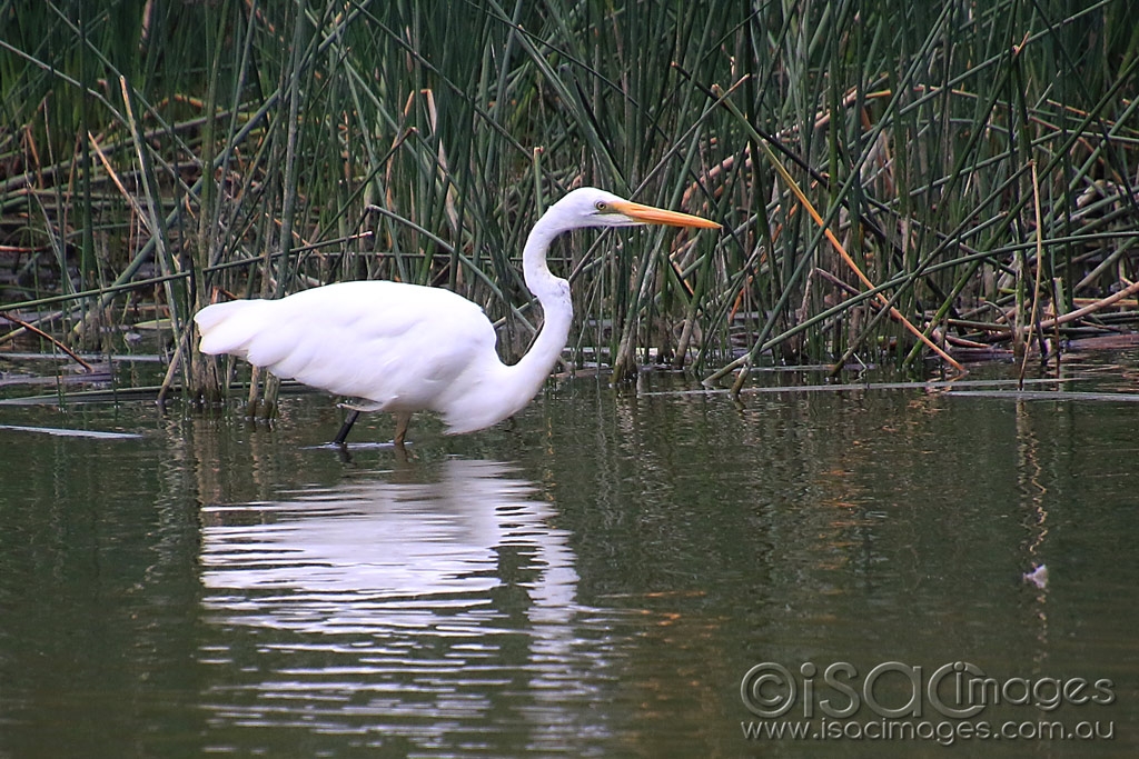 Click image for larger version

Name:	6144-Great_White_Egret.jpg
Views:	119
Size:	554.4 KB
ID:	476173