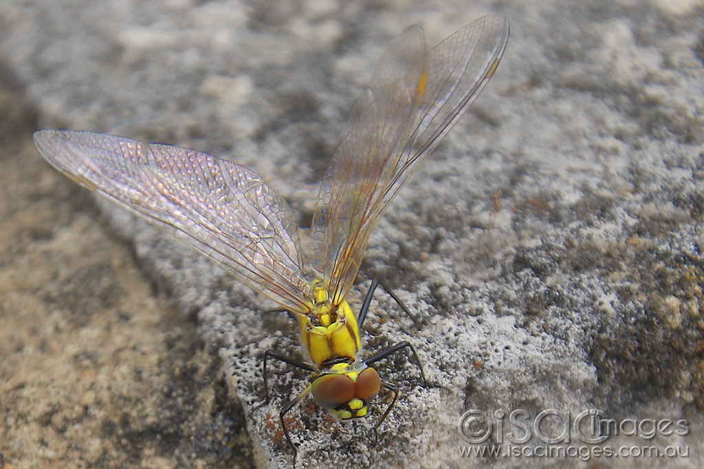 Click image for larger version

Name:	6176-Dragonfly.jpg
Views:	74
Size:	503.1 KB
ID:	476176