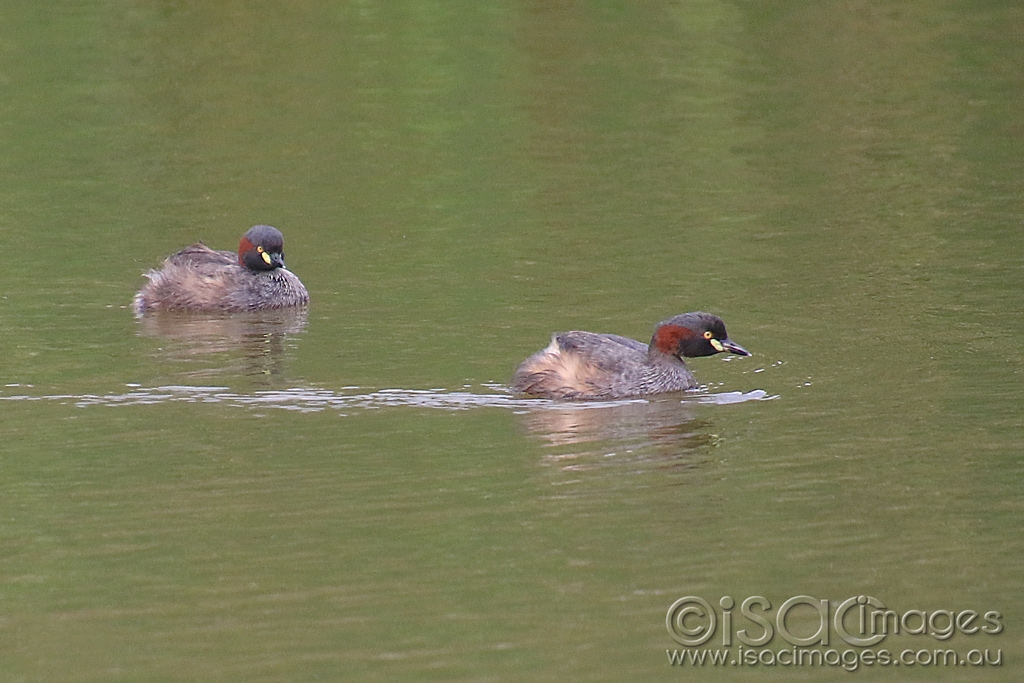 Click image for larger version

Name:	6167-Australasian_Grebes.jpg
Views:	87
Size:	411.1 KB
ID:	476180