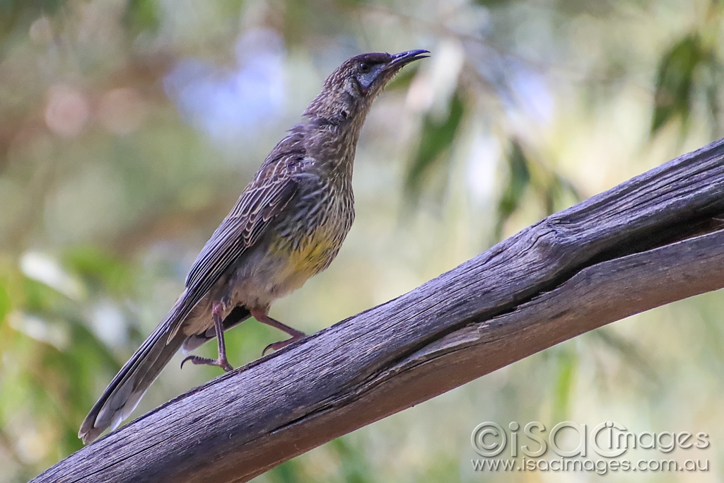 Click image for larger version  Name:	5923-Wattle_Bird.jpg Views:	11 Size:	426.2 KB ID:	476051