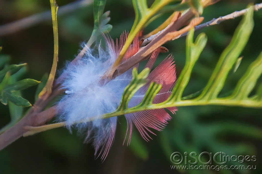 Click image for larger version  Name:	5663-Callistemon_Feather.jpg Views:	5 Size:	401.4 KB ID:	475710